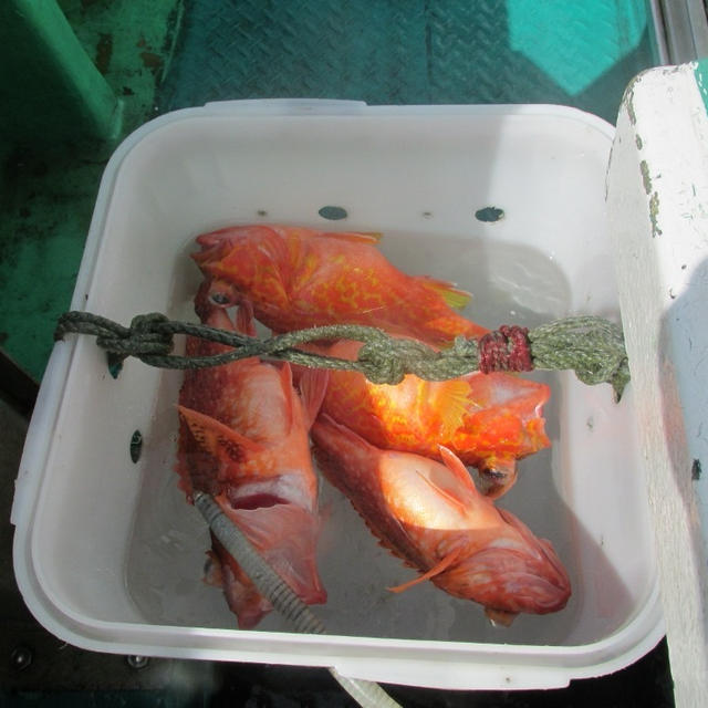 【外房・大原】待ちに待った根魚五目