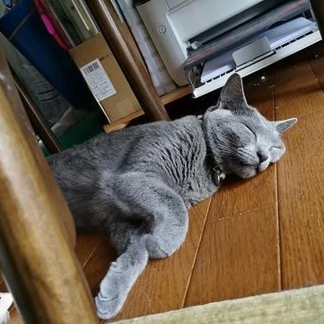 蒸し蒸しジメジメの台風一過 / 一緒にお昼寝