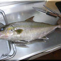 ◆カンパチを捌いたので、お魚パーティ開催です♪