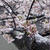 桜に降る雪