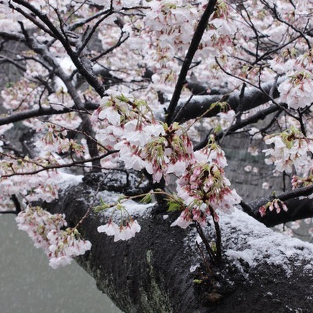 桜に降る雪