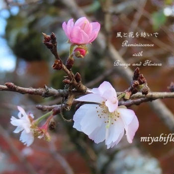 冬に咲く ふんわり桜