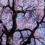 【①愛川　さがみの霊園の枝垂れ桜】です♪