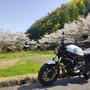 バイク日記、XSRでミニツーリング、永山水辺公園のさくら＆近日公開レシピ