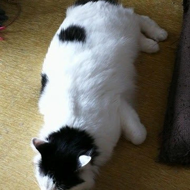 同じ猫とは思えない…【小梅・さくら・桃之介通信】