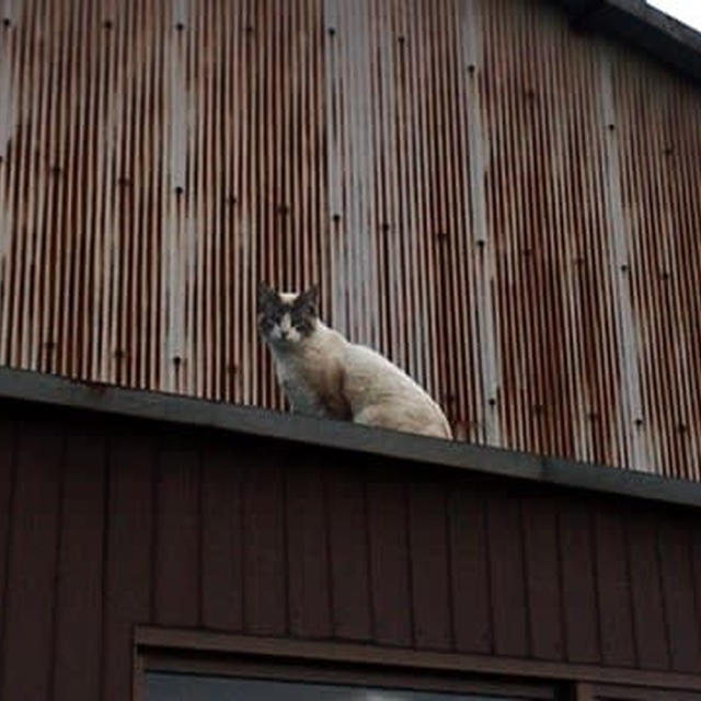 猫と散歩は疲れるの巻