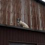 猫と散歩は疲れるの巻