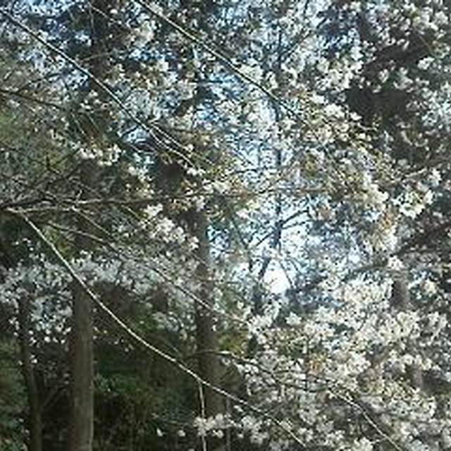我が家の桜♪＆いちご豆腐白玉