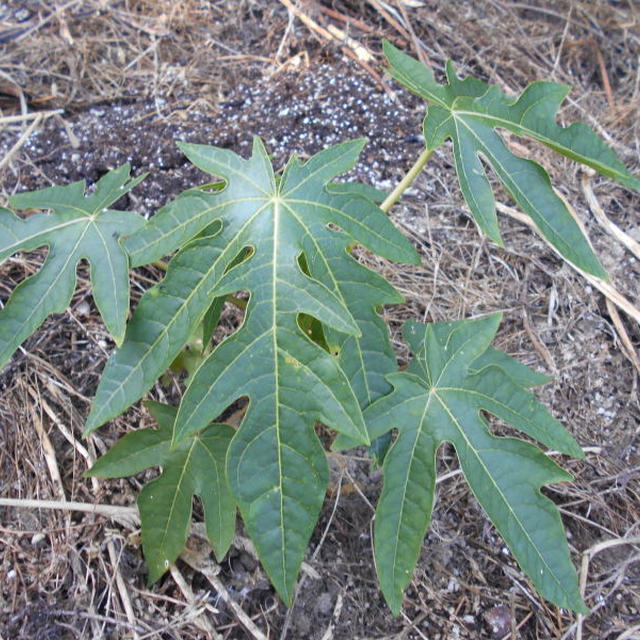 亜熱帯植物の栽培、、、、、、、、(*^。^*)