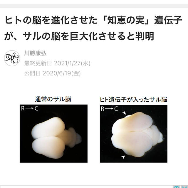 いつものメンバーのLINE会話集②　～カモノハシと恐竜と蟹～
