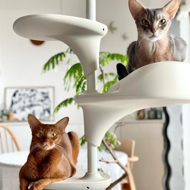 キャットフォレストに佇むとのひめが、美しかった