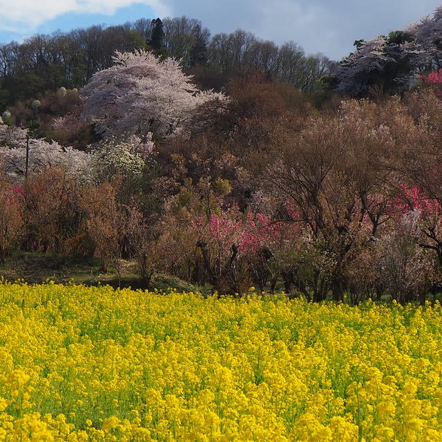 土筆と桜と菜の花と