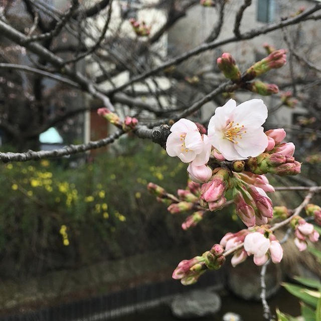 桜開花宣言＠武蔵小杉
