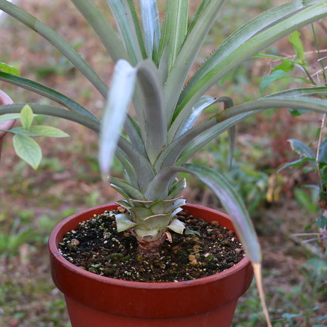 3年目のパイナップル苗と、室内ガーデニングなど植物近況