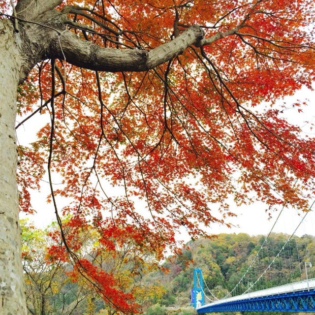 朱に染まる