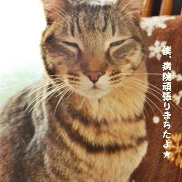 今週も頑張ったトラ吉様の記録