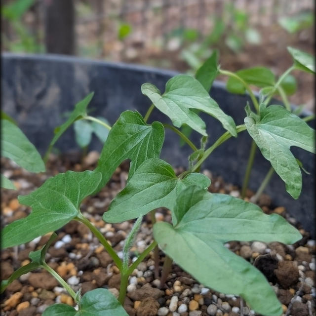 朝顔にひまわり　カーネーションに山紫陽花