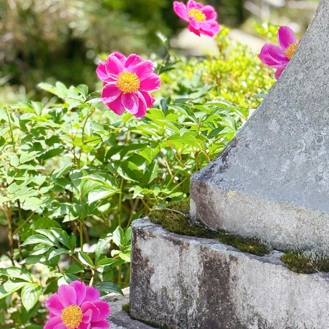 奈良の長谷寺で推しを見つけました