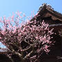新潟市蒲原神社の梅④2022年4月