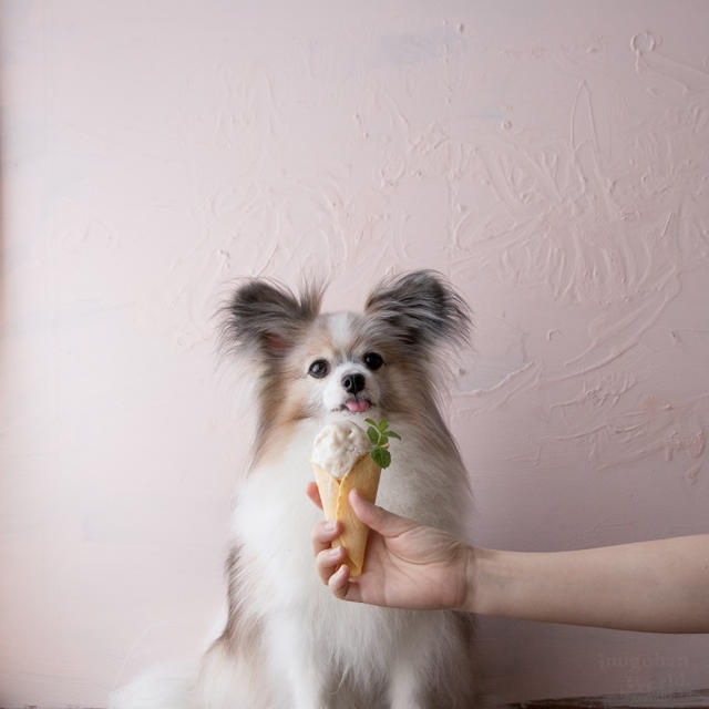 犬用アイスコーンと桃ヨーグルトアイスを手作り By 犬ごはん先生 いちかわあやこさん レシピブログ 料理ブログのレシピ満載
