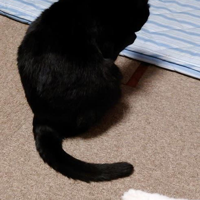 世界猫の日恒例の…（World Cat Day）