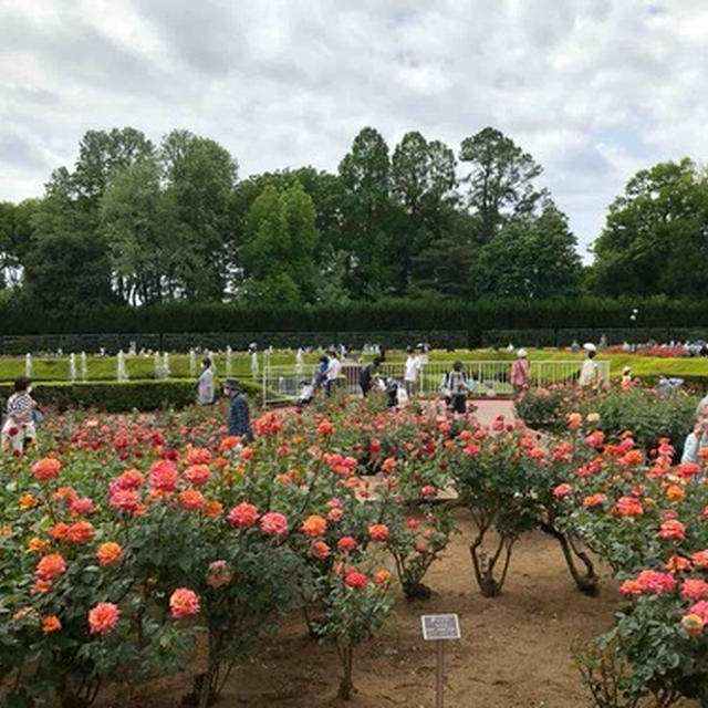 今が見頃　神代植物園のバラ園