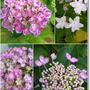 【紫陽花のおまじない】６月○日に吊るすと…夏至の日に○○に吊るすと…家族カラオケ