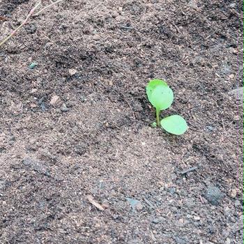 【ルバーブ②】秋蒔き株を畑に移植しましたが…