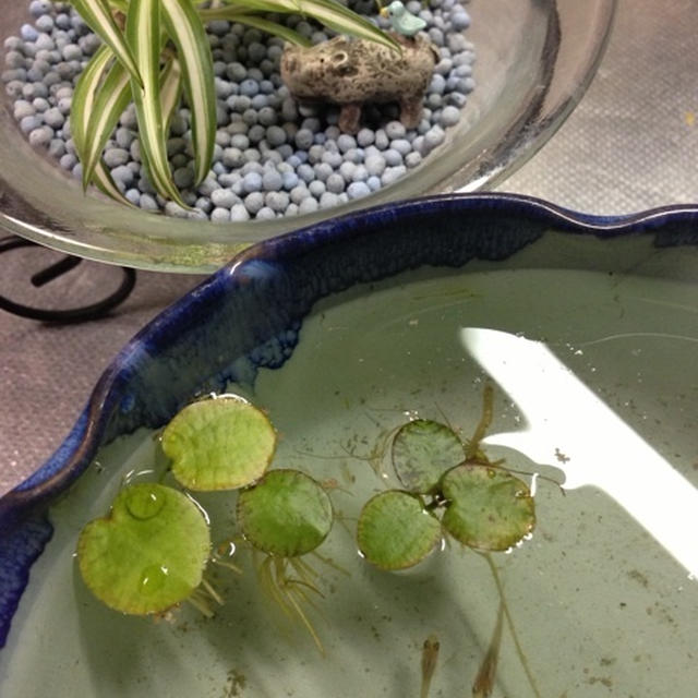 いくみさん♪のトムヤムクン＆メダカにアロエに草とり