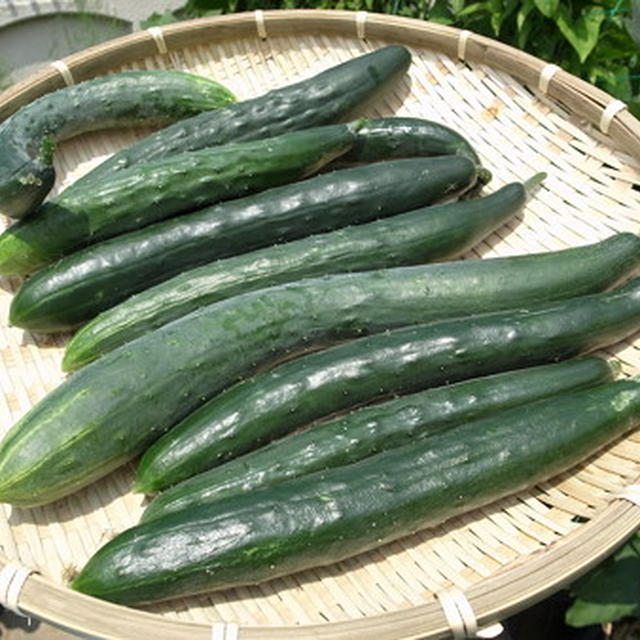キュウリ栽培☆品種選びと植え付けのコツ育て方 