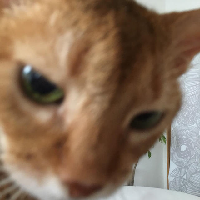 ひなちゃん、２回目の月命日