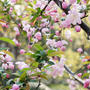 桃の花満開の上海での春休み