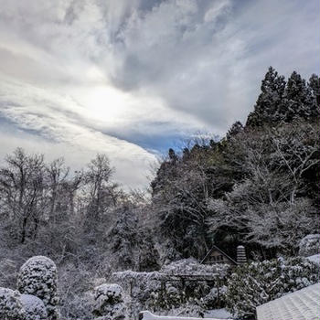 田舎の冬景色～カメムシあらわれた結果