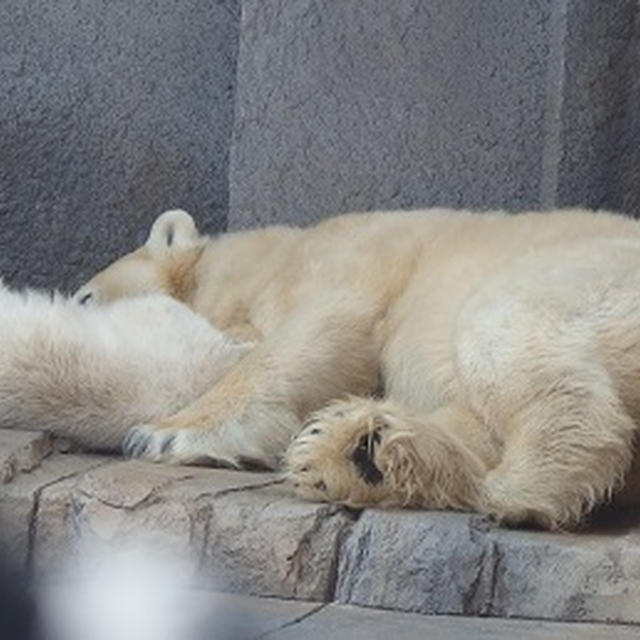 円山動物園でシロクマの赤ちゃんを見に行きました By Houtenさん レシピブログ 料理ブログのレシピ満載