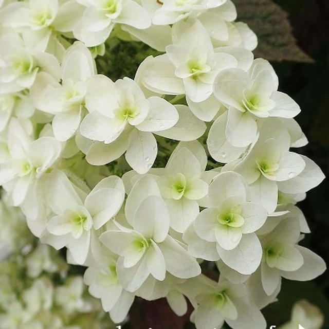 雨の紫陽花・カシワバアジサイ