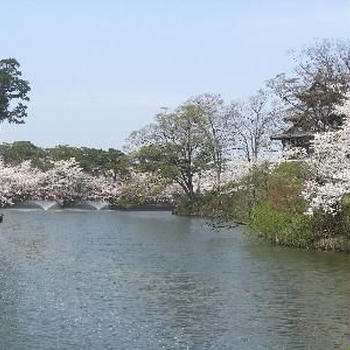 お花見★高田城★