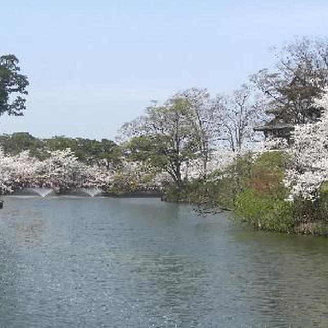 お花見★高田城★