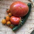 鉢植えのトマトと胡瓜＆鶏胸肉のロースト