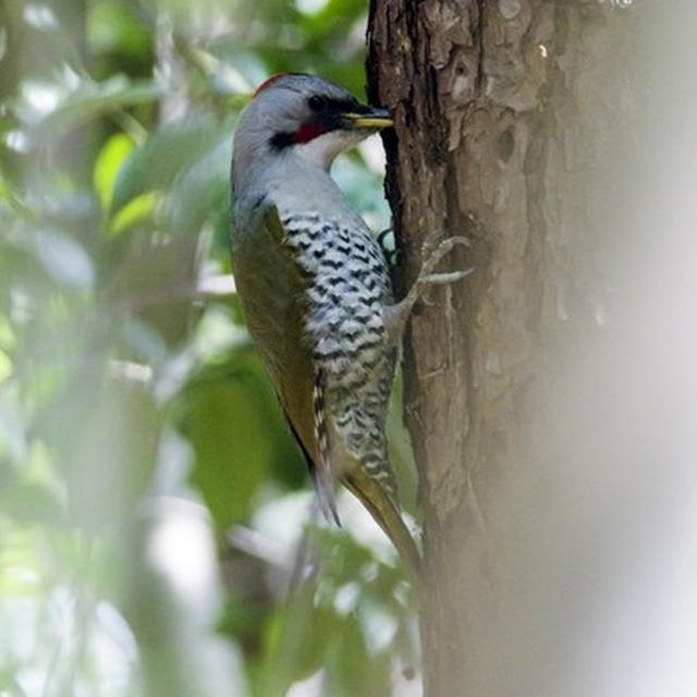 テーマは桜と野鳥、でもアオゲラに遭遇しました。