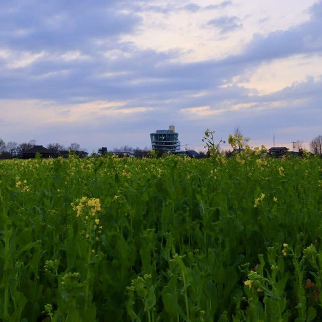 菜の花と福島潟と夕景　Canonで撮影