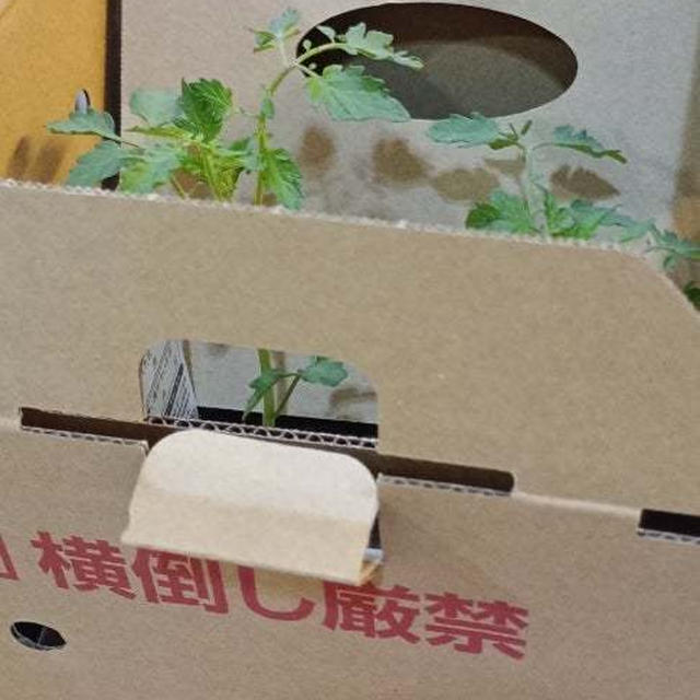 カゴメのトマトの苗