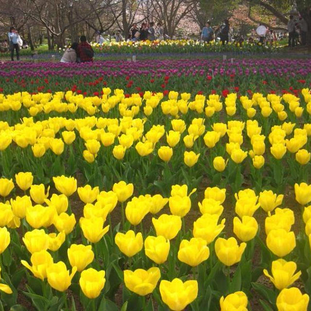 万博公園の桜まつり