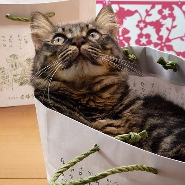 紙袋ラブな猫♪
