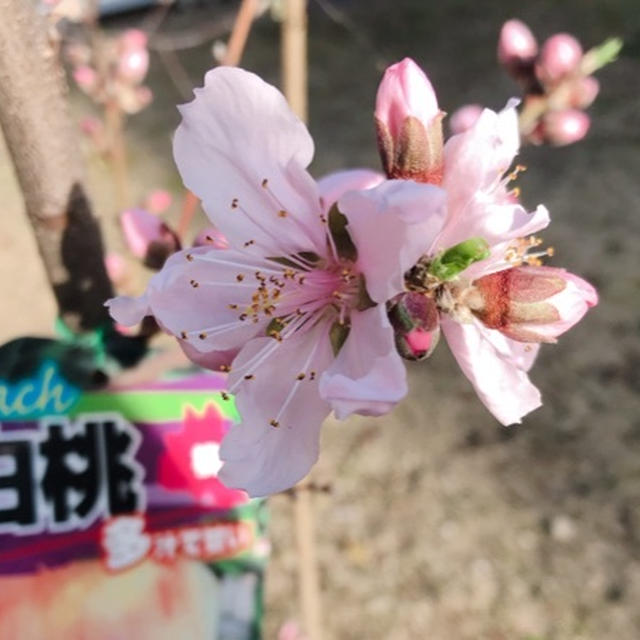 簡単アスパラおかず♪と桃の花開花♡とチョコレート。