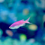 ピンクなお魚。（サンシャイン水族館）
