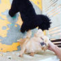 90種500頭！日本最大級の犬猫テーマパーク：『つくばわんわんランド』茨城県