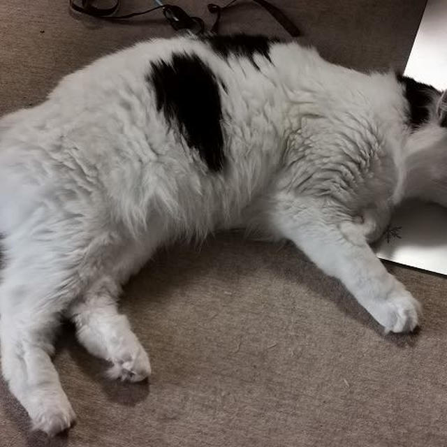 滝のような雨で暇～