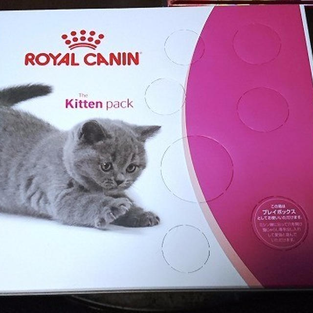 子猫の健康のために必要なキャットフードセット〈キトンパック〉＠ロイヤルカナン #ロイヤルカナンアンバサダー 