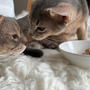 ギャラリーだらけの子猫のごはん
