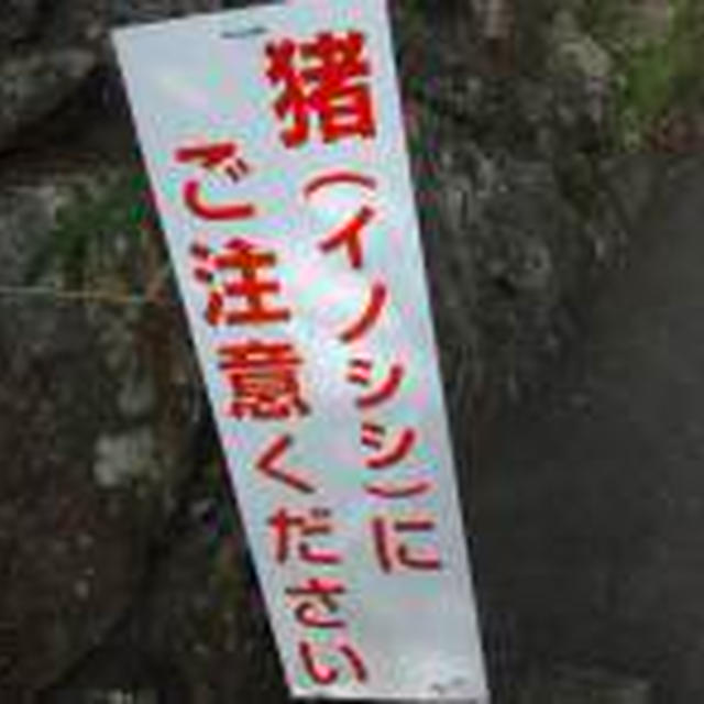2012.11.4 岐阜城へ。（一応名目は取材じゃ！）